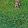 Milo is registered to the contest to win money with this photo: dog, grass, tree, outdoor, pet, animal, canine, nature, greenery, leash, collar, sunlight, relaxed, sitting, park, daytime, fur, small_dog, calm, background