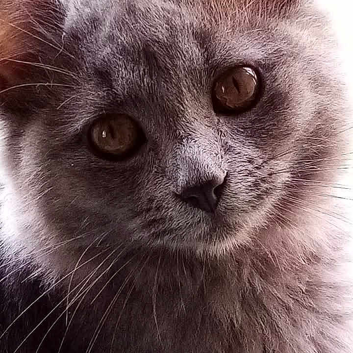 Chipie a rejoint le concours — aidez-le/la à gagner de superbes lots ! animal, cat, close_up, curious, cute, domestic_animal, ears, eyes, face, feline, fluffy, fur, gray_cat, indoor, looking, mammal, pet, portrait, soft_light, whiskers