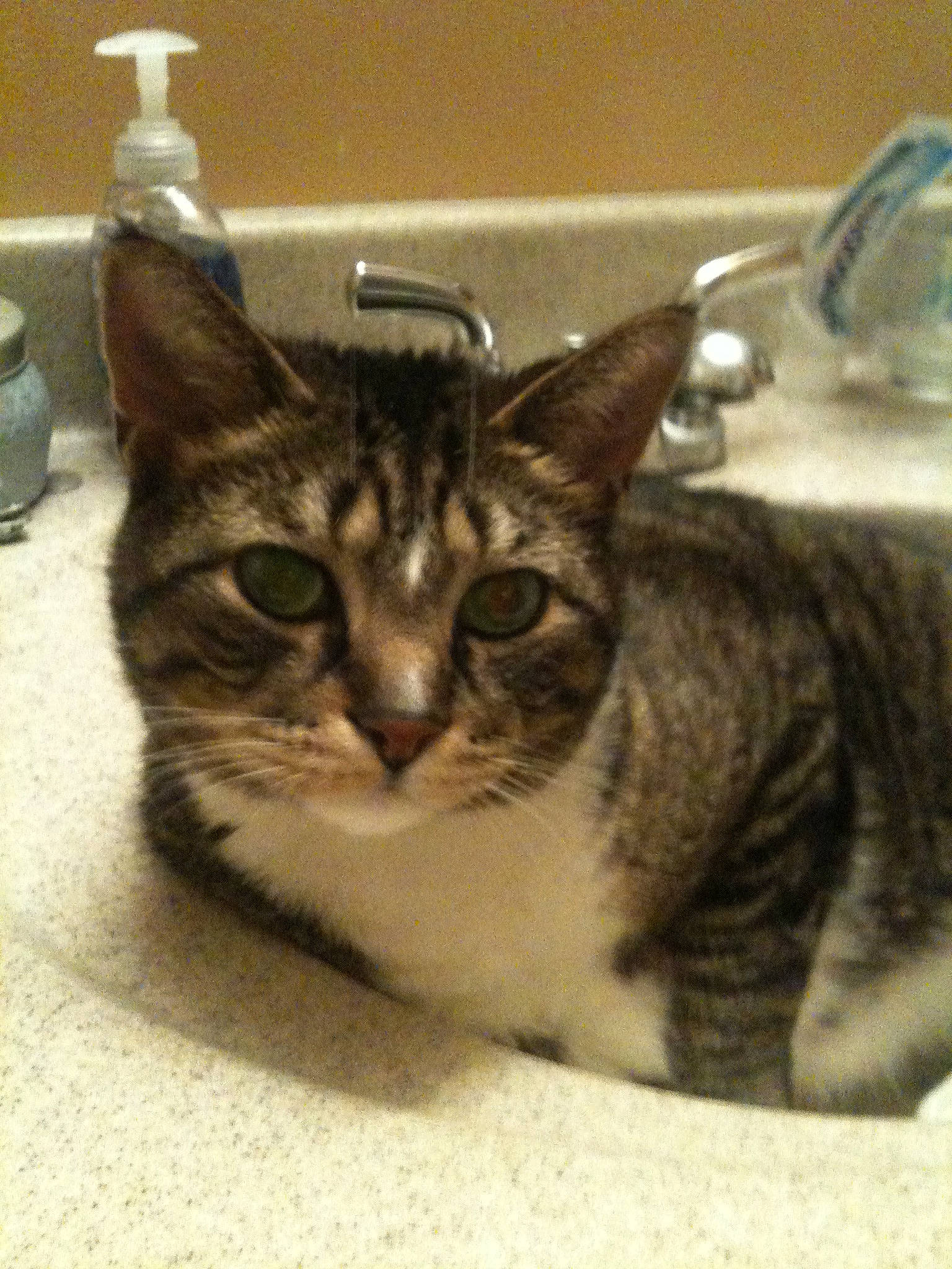 Gizmo joined the competition — help win amazing prizes! bathroom, carnivore, cat, cat_supply, ceramic, domestic_short_haired_cat, door, felidae, fur, plumbing, plumbing_fixture, sink, small_to_medium_sized_cats, snout, tap, terrestrial_animal, whiskers