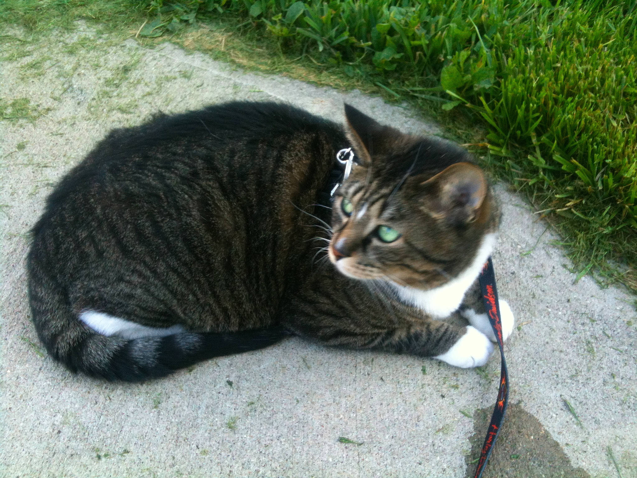 Gizmo is registered to the contest to win money with this photo: asphalt, carnivore, cat, claw, domestic_short_haired_cat, felidae, fur, grass, paw, plant, road_surface, sitting, small_to_medium_sized_cats, snout, tail, terrestrial_animal, tree, whiskers