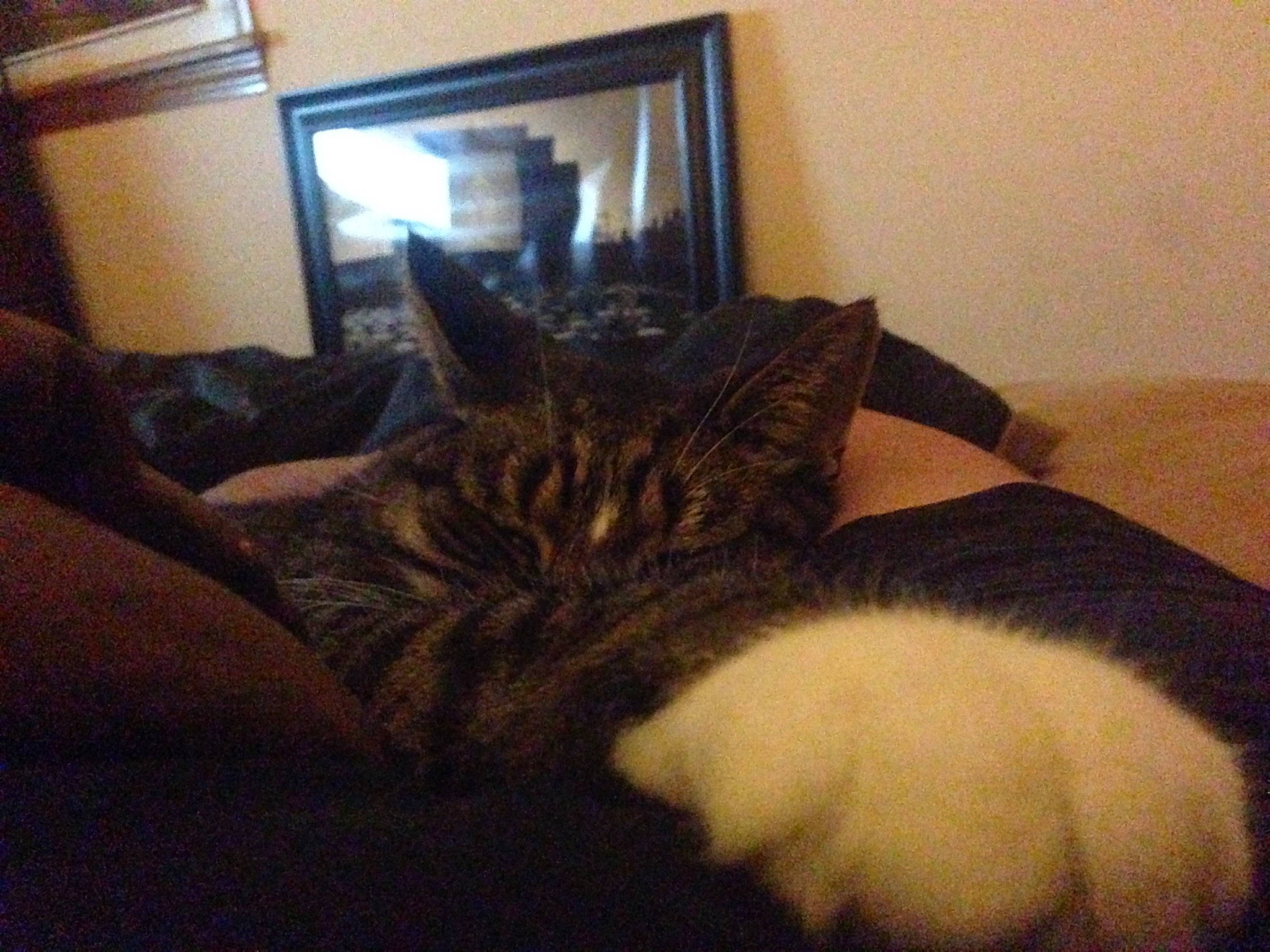 Gizmo joined the competition — help win amazing prizes! bedding, carnivore, cat, cloud, comfort, couch, domestic_short_haired_cat, felidae, flooring, fur, human_leg, linens, picture_frame, plant, room, sky, small_to_medium_sized_cats, tail, television, whiskers