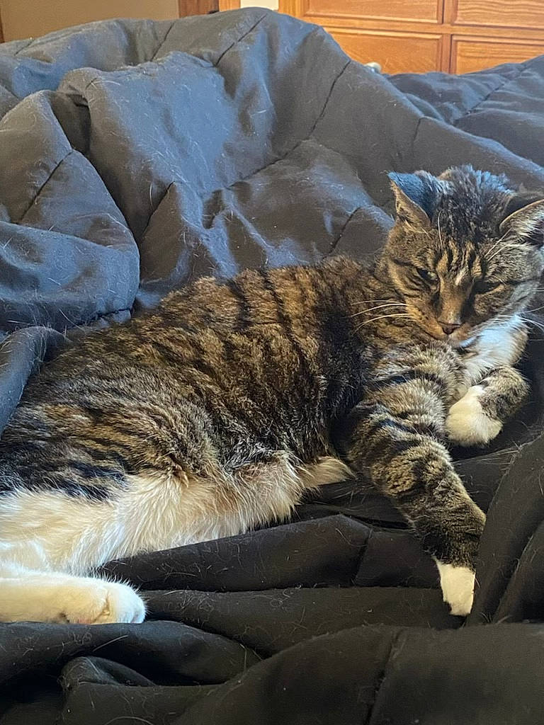 Gizmo joined the competition — help win amazing prizes! carnivore, cat, claw, comfort, couch, domestic_short_haired_cat, felidae, fur, grey, nap, paw, sleep, small_to_medium_sized_cats, snout, tail, terrestrial_animal, whiskers