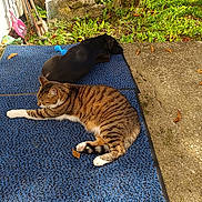 Leo a rejoint le concours — aidez-le/la à gagner de superbes lots ! cat, dog, blue_mat, outdoor, sunlight, garden_tools, greenery, concrete, relaxing, tabby_cat, black_dog, leaves, nature, pet, animal, resting, side_by_side, fence, yard, shadows