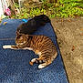 cat, dog, blue_mat, outdoor, sunlight, garden_tools, greenery, concrete, relaxing, tabby_cat, black_dog, leaves, nature, pet, animal, resting, side_by_side, fence, yard, shadows