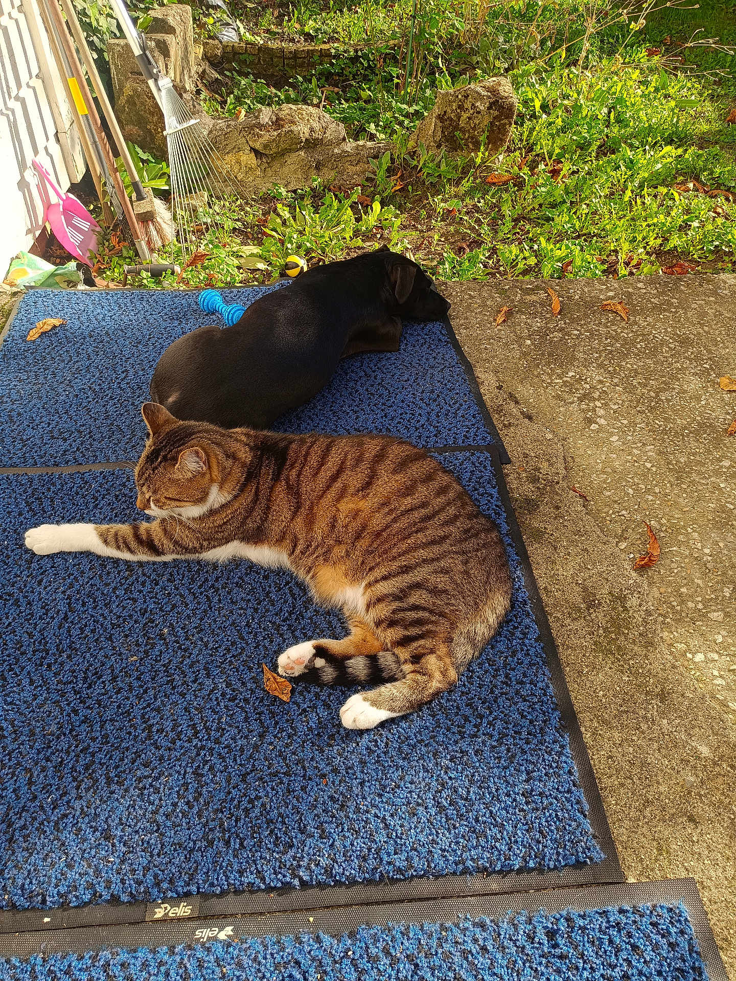 Leo a rejoint le concours — aidez-le/la à gagner de superbes lots ! cat, dog, blue_mat, outdoor, sunlight, garden_tools, greenery, concrete, relaxing, tabby_cat, black_dog, leaves, nature, pet, animal, resting, side_by_side, fence, yard, shadows