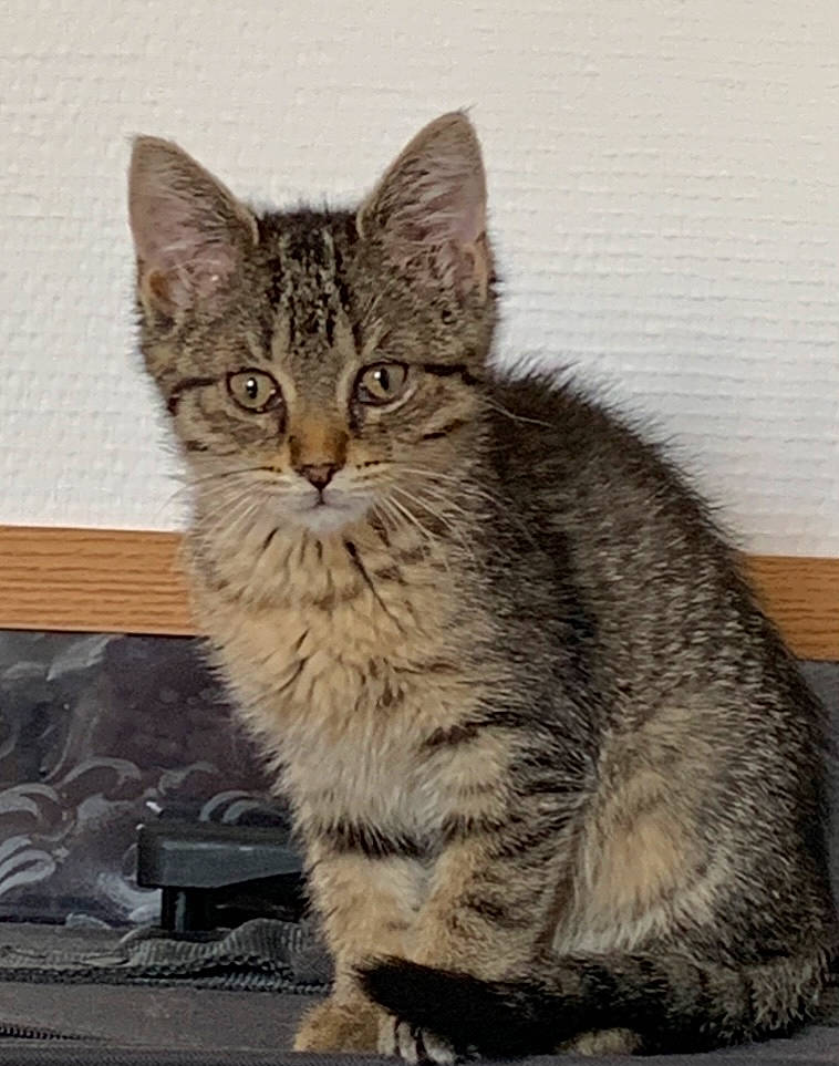 Saphira a rejoint le concours — aidez-le/la à gagner de superbes lots ! art, carnivore, cat, claw, domestic_short_haired_cat, felidae, fur, paw, sitting, small_to_medium_sized_cats, snout, tail, terrestrial_animal, whiskers, wildlife