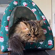 Volt a rejoint le concours — aidez-le/la à gagner de superbes lots ! abyssinian, accessories, animal, bag, canine, cat, cushion, den, dog, dogbed, doghouse, handbag, homedecor, indoors, kennel, kitten, manx, pet, tent, wood