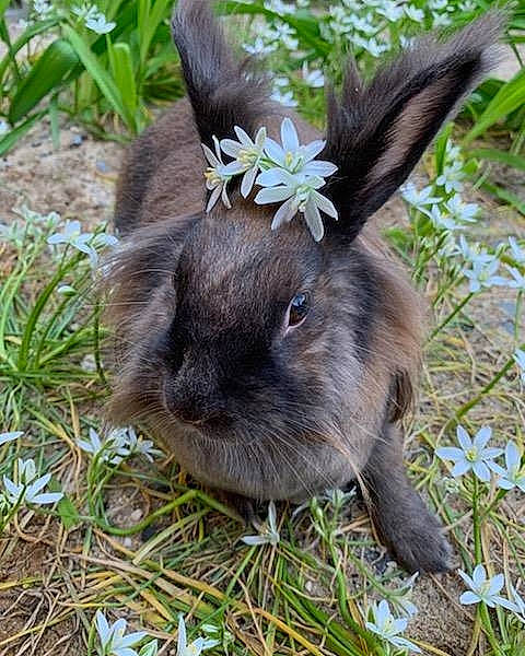 Cadbury is registered to the contest to win money with this photo: domestic_rabbit, ear, fawn, grass, hare, herb, organism, plant, rabbit, rabbits_and_hares, whiskers, wildlife