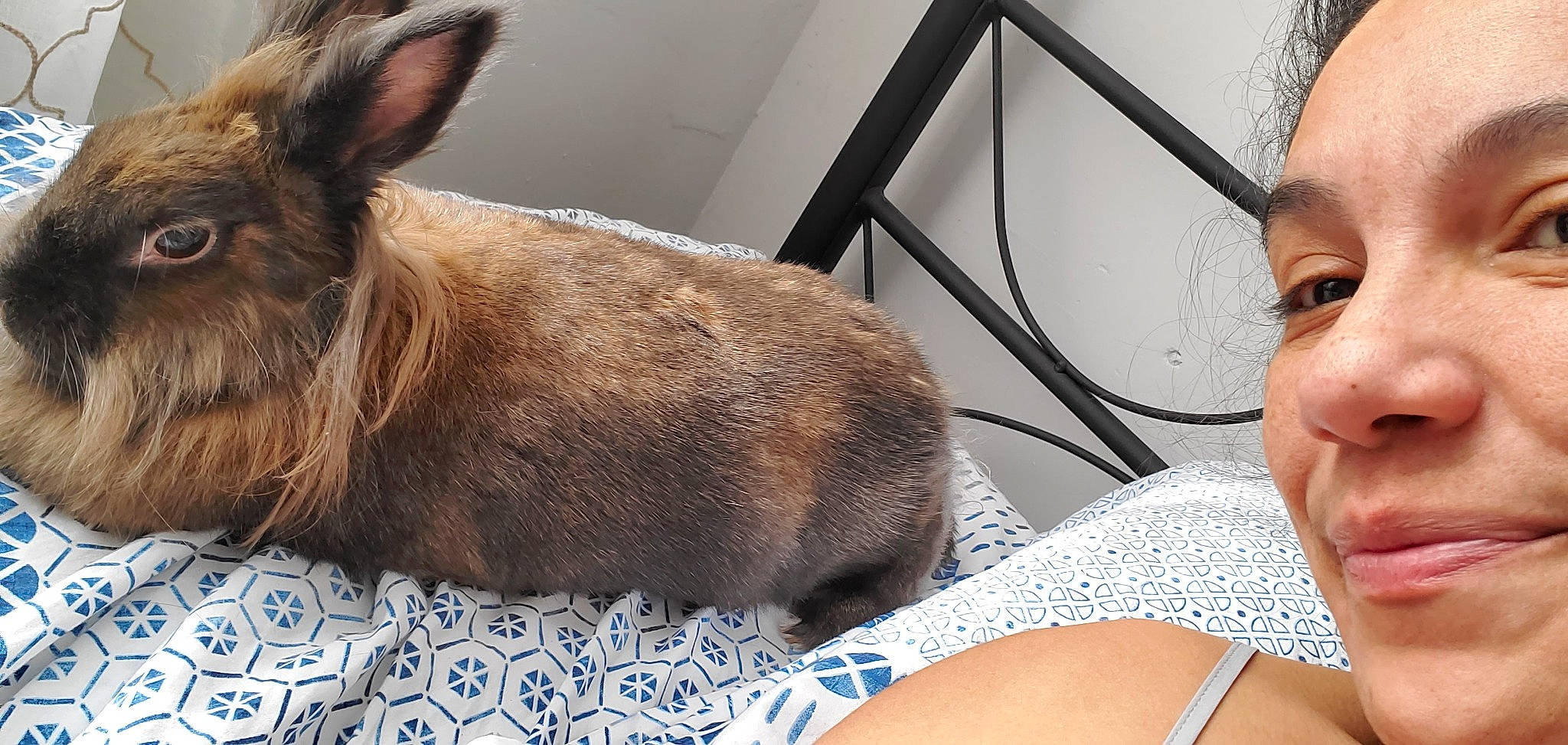 Cadbury joined the competition — help win amazing prizes! canidae, carnivore, dog, dog_breed, domestic_rabbit, ear, fawn, mammal, rabbit, rabbits_and_hares, snout