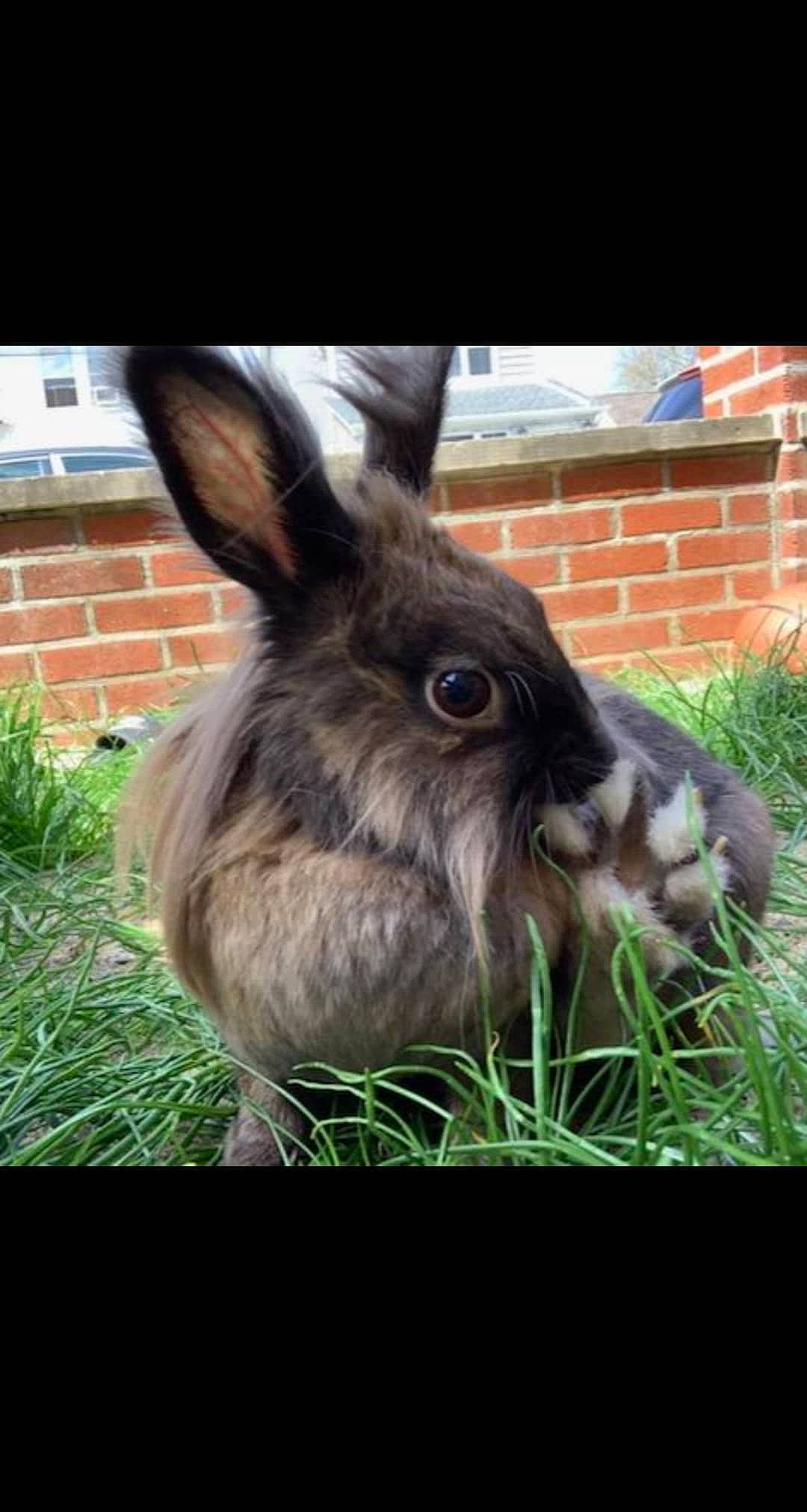 Cadbury is registered to the contest to win money with this photo: domestic_rabbit, ear, grass, hare, mammal, organism, plant, rabbit, rabbits_and_hares, snout, snowshoe_hare, vertebrate, whiskers, wildlife, wood_rabbit