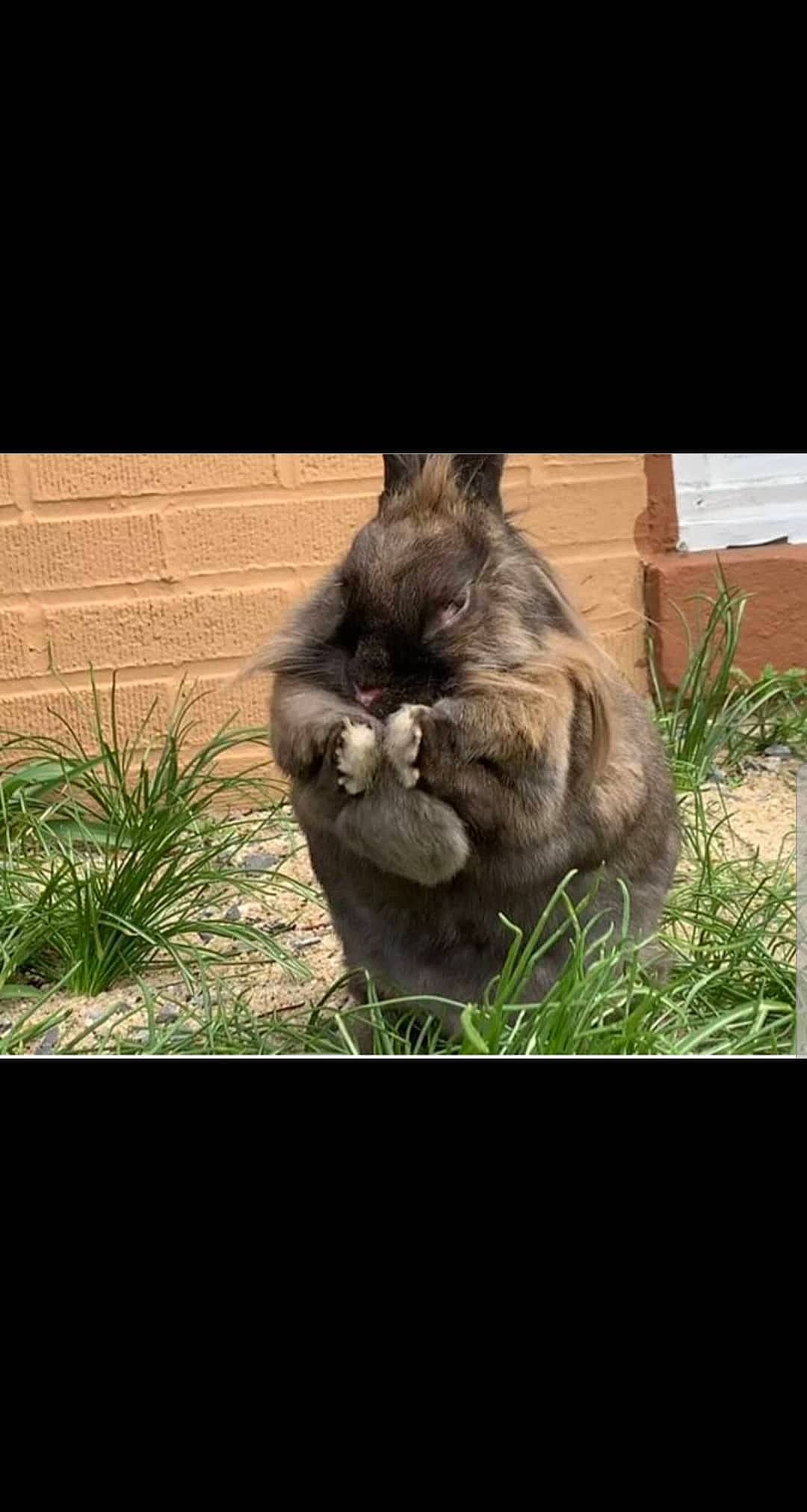 Cadbury is registered to the contest to win money with this photo: asian, british_semi_longhair, carnivore, cat, ear, fawn, felidae, fur, grass, maine_coon, organism, photo_caption, photography, plant, skin, small_to_medium_sized_cats, snout, whiskers