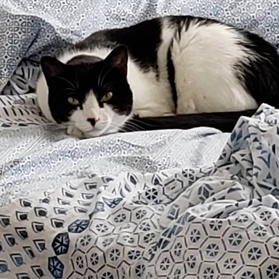 Bruce Oreo is registered to the contest to win money with this photo: bed_sheet, black_and_white, carnivore, cat, domestic_short_haired_cat, european_shorthair, felidae, fur, kitten, linens, nap, quilt, small_to_medium_sized_cats, whiskers