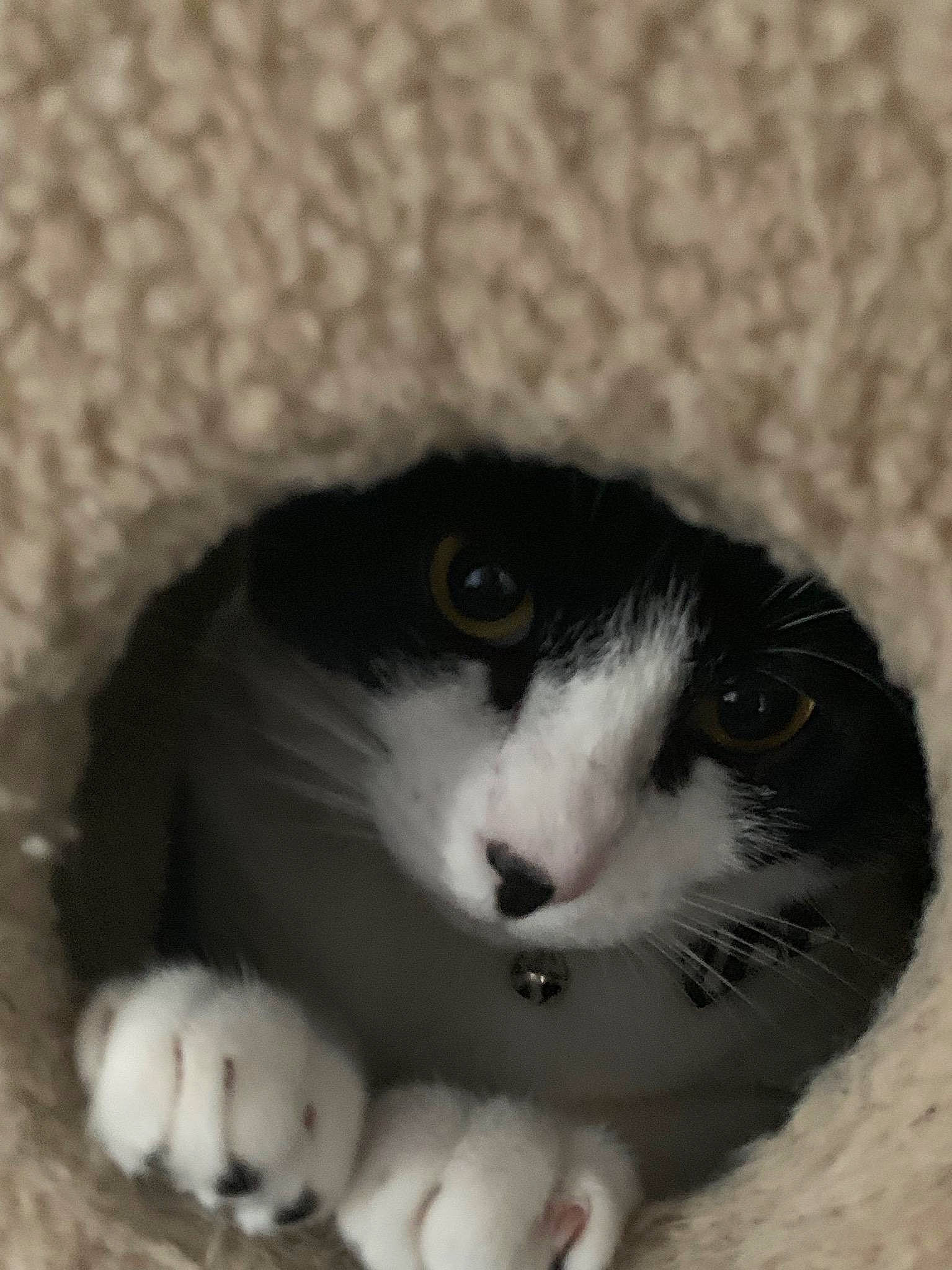 Bruce Oreo is registered to the contest to win money with this photo: carnivore, cat, felidae, fur, small_to_medium_sized_cats, snout, whiskers