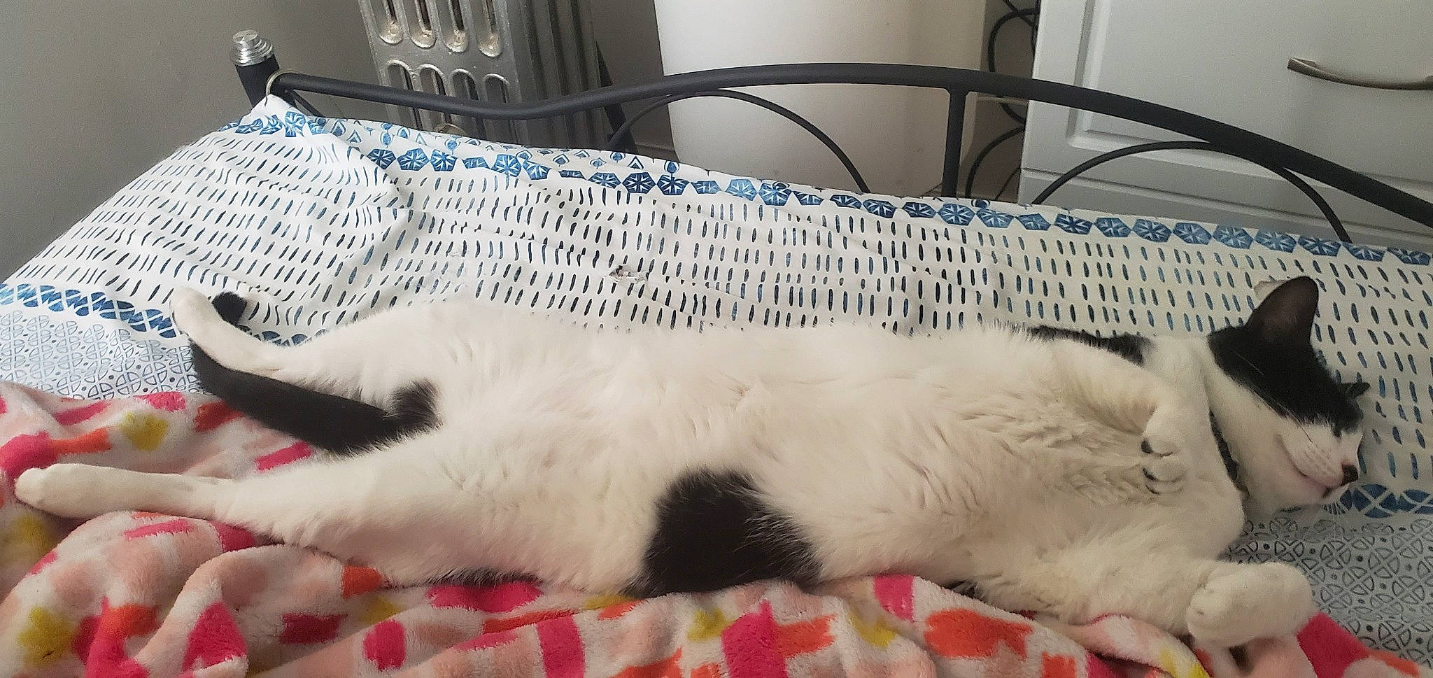 Bruce Oreo joined the competition — help win amazing prizes! carnivore, cat, felidae, fur, kitten, nap, ragdoll, small_to_medium_sized_cats, tail, turkish_angora, whiskers