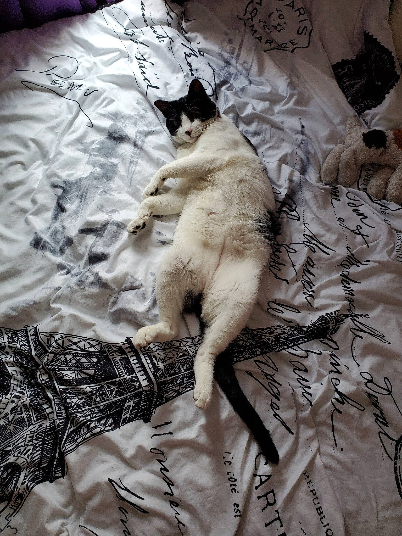 Bruce Oreo joined the competition — help win amazing prizes! bed_sheet, carnivore, cat, felidae, fur, kitten, linens, small_to_medium_sized_cats, tail, textile, whiskers