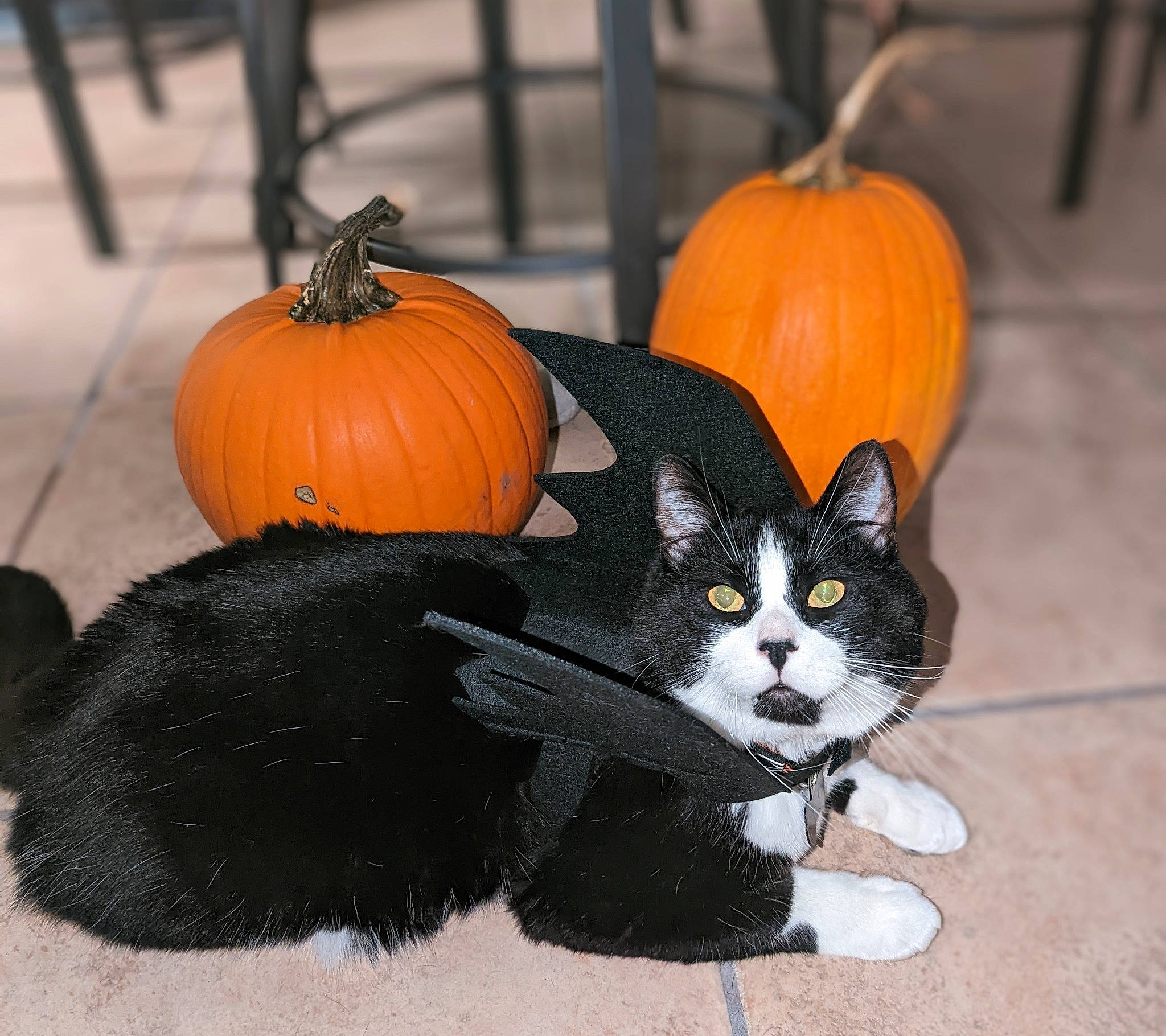 Mr. Business joined the competition — help win amazing prizes! black, calabaza, carnivore, cat, cucurbita, eye, felidae, gourd, grey, mammal, natural_foods, orange, pumpkin, small_to_medium_sized_cats, snout, squash, tail, vegetable, whiskers, winter_squash