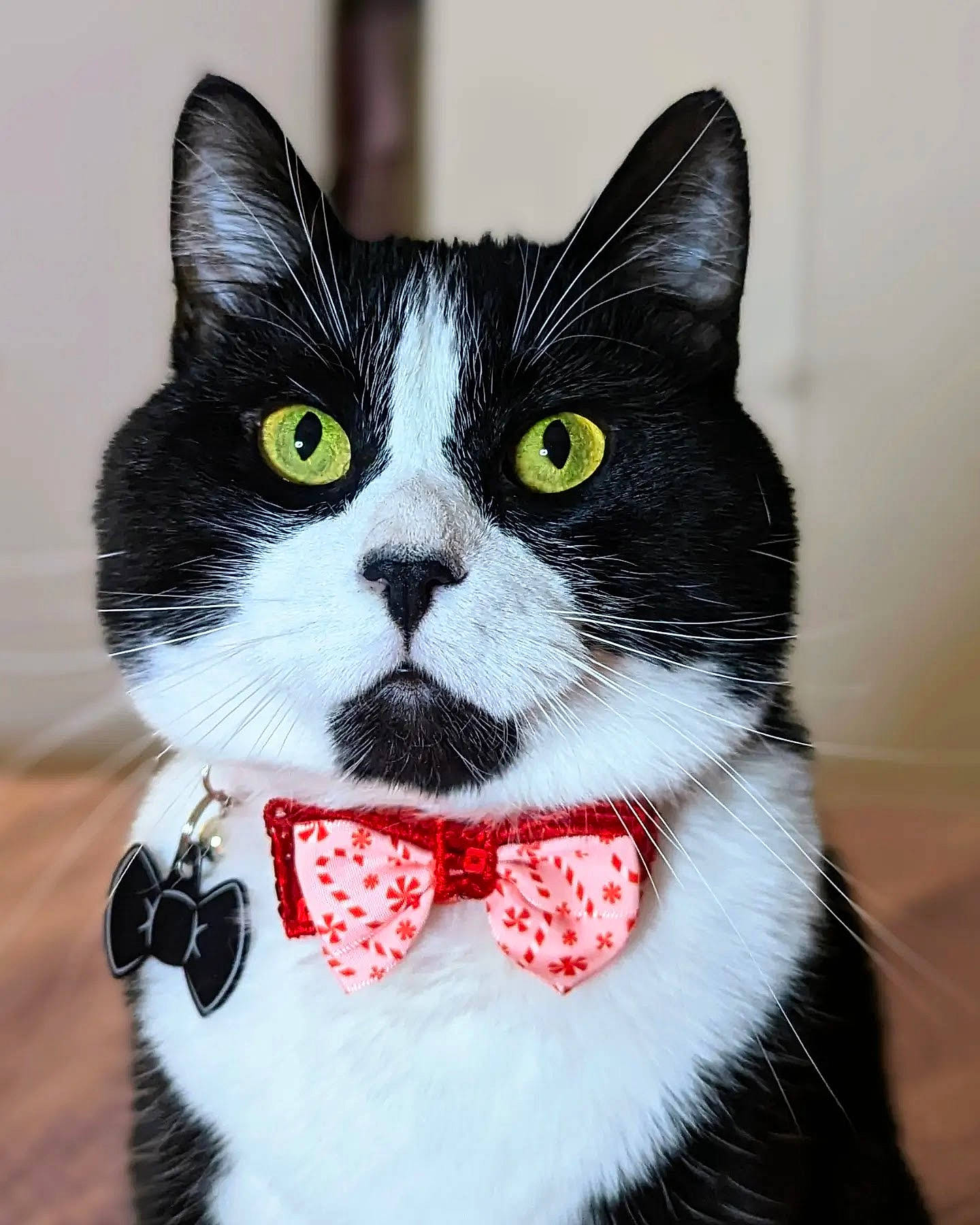 Mr. Business is registered to the contest to win money with this photo: bow_tie, carnivore, cat, collar, domestic_short_haired_cat, dress_shirt, felidae, formal_wear, fur, hair, head, pattern, pet_supply, sleeve, small_to_medium_sized_cats, snout, tail, whiskers, white