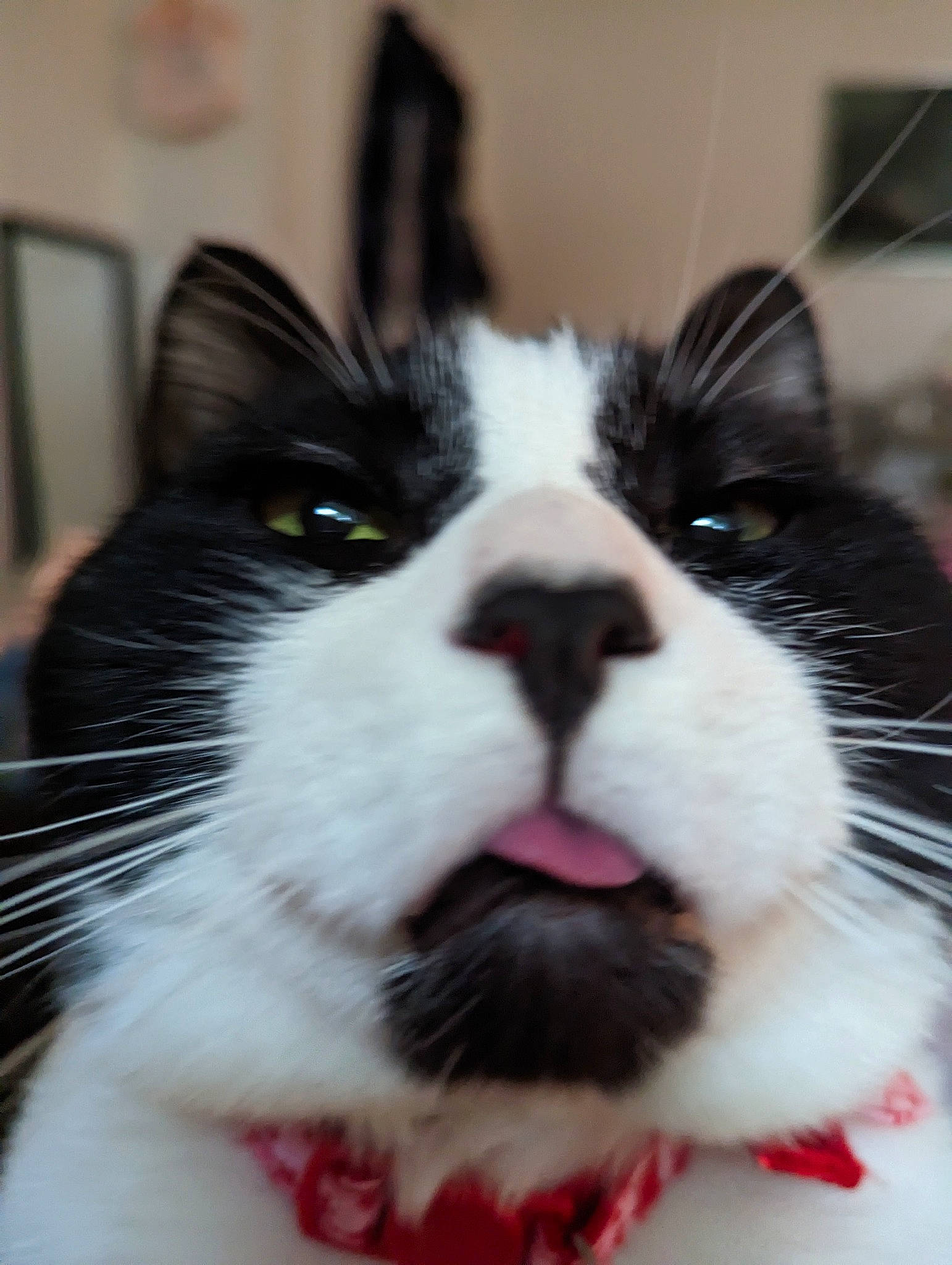 Mr. Business is registered to the contest to win money with this photo: carnivore, cat, comfort, domestic_short_haired_cat, felidae, fur, picture_frame, small_to_medium_sized_cats, snout, sports_equipment, whiskers