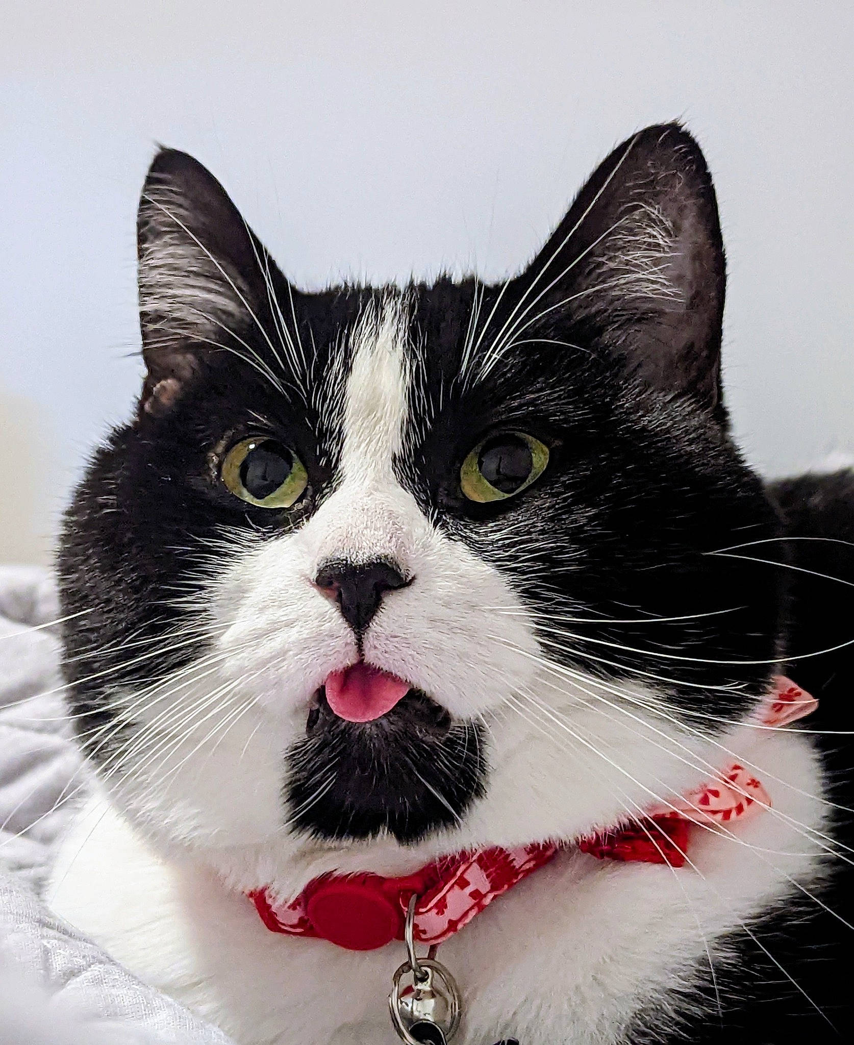 Mr. Business joined the competition — help win amazing prizes! art, carnivore, cat, collar, comfort, domestic_short_haired_cat, felidae, font, fur, hair, happy, human_body, paw, photo_caption, small_to_medium_sized_cats, snout, tail, whiskers