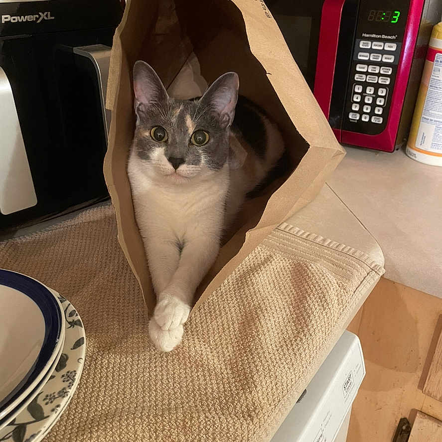 Tina is registered to the contest to win money with this photo: animal, appliance, bag, box, can, car, cat, device, electricaldevice, electronics, indoors, interiordesign, kitten, pet, phone, plate, tin, transportation, vehicle, wood