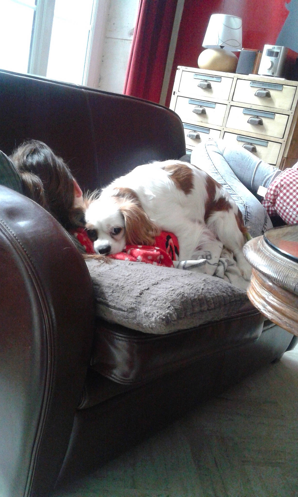 Framboise participe au concours pour gagner de l'argent avec cette photo : canidae, carnivore, cavalier_king_charles_spaniel, chair, companion_dog, couch, dog, dog_breed, furniture, king_charles_spaniel, nap, puppy, puppy_love, shih_tzu, spaniel, sporting_group, toy_dog