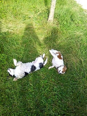 Framboise a rejoint le concours — aidez-le/la à gagner de superbes lots ! canidae, carnivore, companion_dog, dog, dog_breed, fox_terrier, grass, jack_russell_terrier, mammal, pointer, puppy, sporting_group, vertebrate