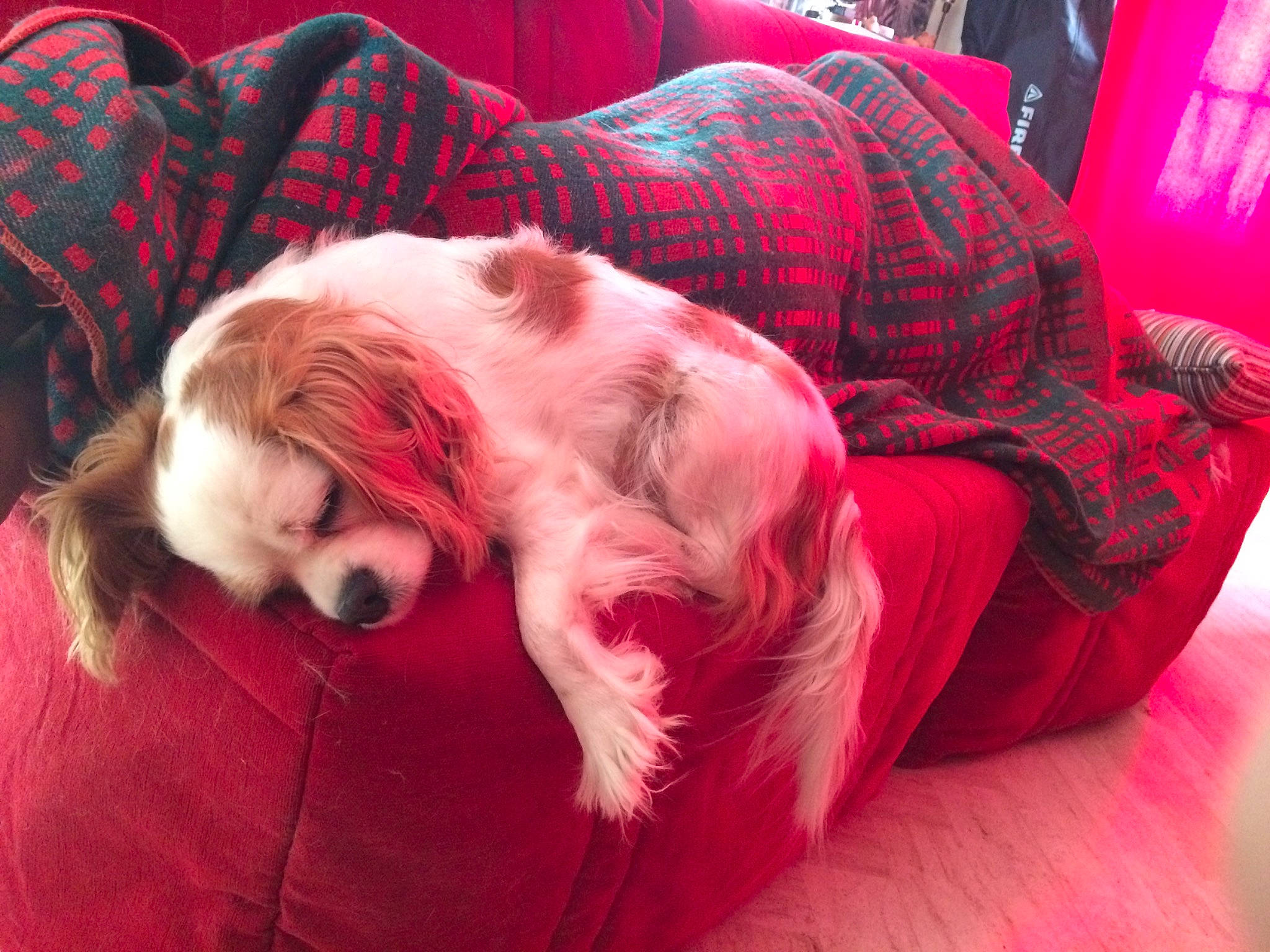 Framboise participe au concours pour gagner de l'argent avec cette photo : canidae, carnivore, cavalier_king_charles_spaniel, companion_dog, dog, dog_breed, fur, king_charles_spaniel, nap, pink, puppy, puppy_love, red, snout, spaniel, sporting_group, toy_dog