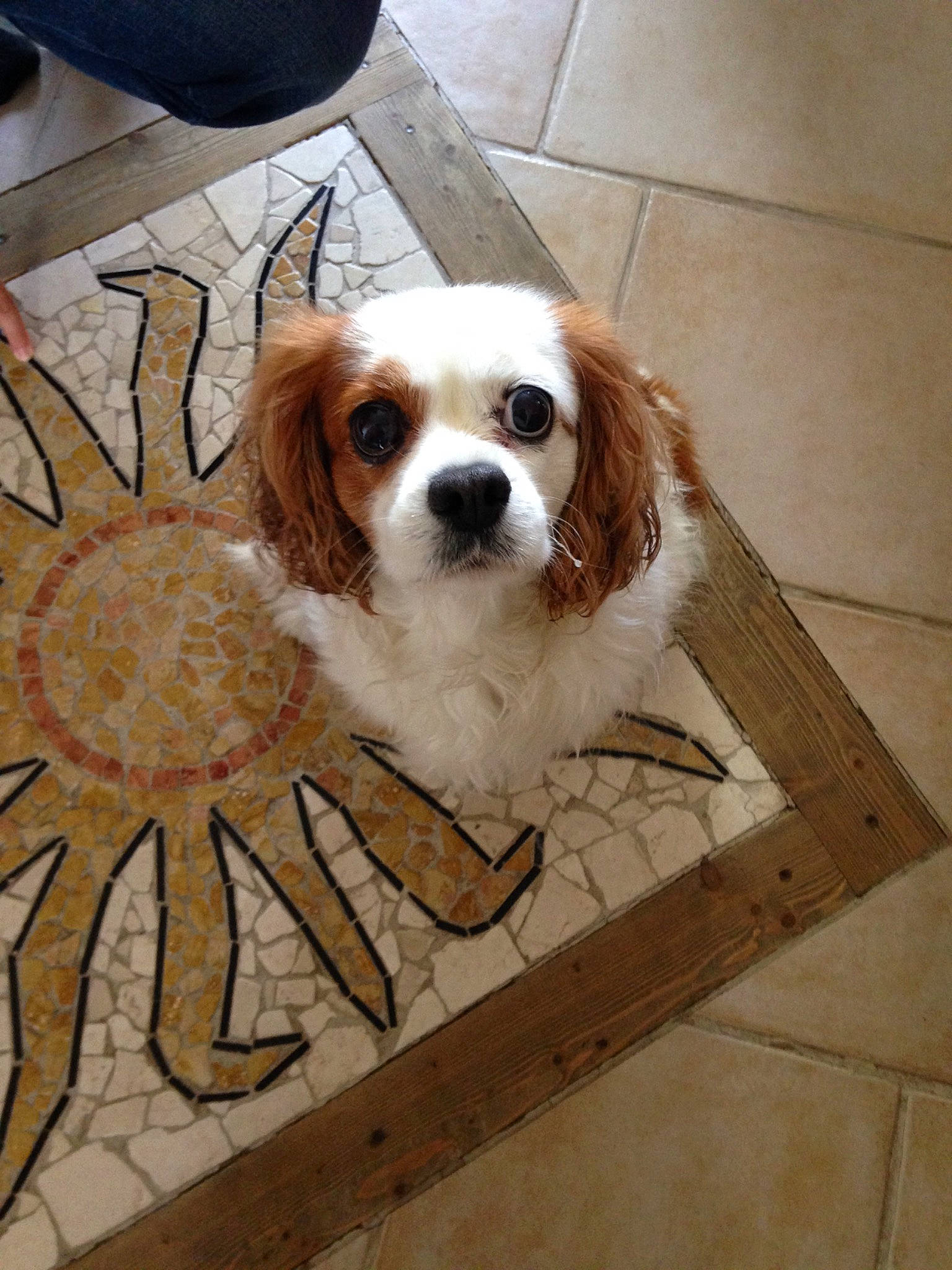 Framboise participe au concours pour gagner de l'argent avec cette photo : canidae, carnivore, cavalier_king_charles_spaniel, companion_dog, dog, dog_breed, fawn, king_charles_spaniel, mammal, phalene, rare_breed_dog, spaniel, sporting_group, toy_dog, vertebrate