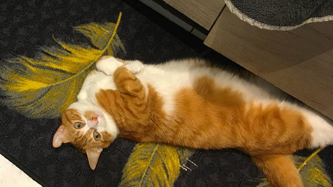 Titus