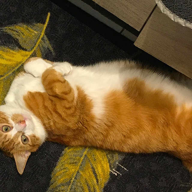 Titus