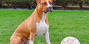 Ruby a rejoint le concours — aidez-le/la à gagner de superbes lots ! active, animal, brown_dog, canine, companion, daylight, dog, fun, grass, loyal, nature, outdoor, park, pet, playing, sitting, soccer_ball, sport, summer, white_markings