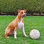 active, animal, brown_dog, canine, companion, daylight, dog, fun, grass, loyal, nature, outdoor, park, pet, playing, sitting, soccer_ball, sport, summer, white_markings