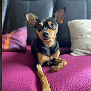 Pixelle participe au concours pour gagner de l'argent avec cette photo : dog, small_dog, black_dog, tan_dog, pet, couch, blanket, pillow, indoor, leather_couch, relaxed, animal, canine, fur, ears, snout, paw, looking_at_camera, domestic_animal, home