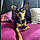 Pixelle