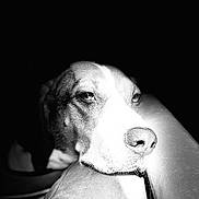 Trixie is registered to the contest to win money with this photo: animal, black_and_white, calm, canine, close_up, dog, expression, face, fur, head, indoor, muzzle, nostrils, pet, portrait, resting, sad, snout, soft_light, texture