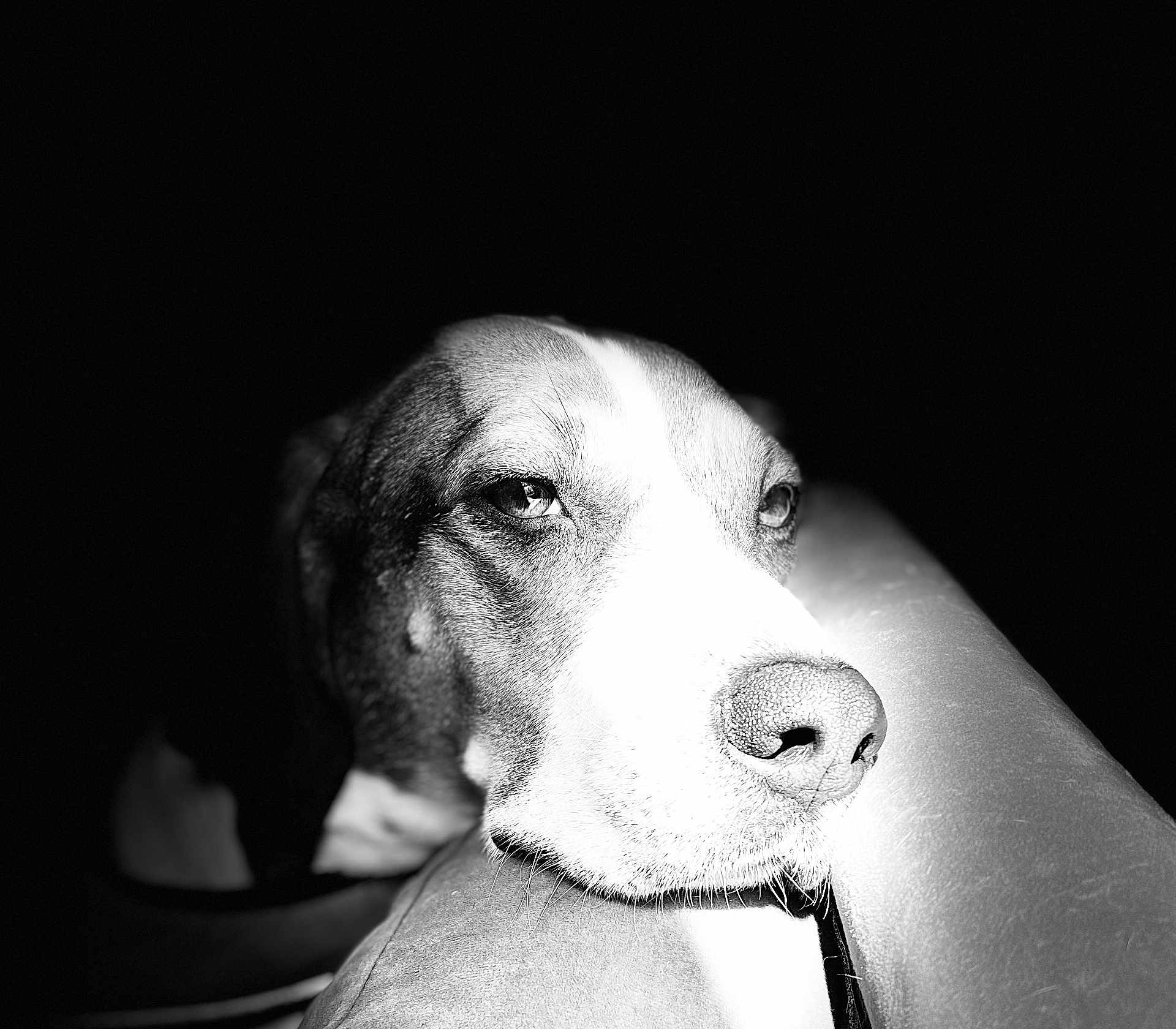 Trixie