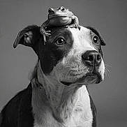 Rufus joined the competition — help win amazing prizes! dog, frog, animal_duo, black_and_white, portrait, pet, closeup, cute, calm, studio, mammal, amphibian, face, expression, still_life, friendship, companion, head, eyes, whiskers