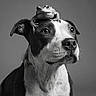 amphibian, animal_duo, black_and_white, calm, closeup, companion, cute, dog, expression, eyes, face, friendship, frog, head, mammal, pet, portrait, still_life, studio, whiskers