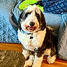 dog, pet, black_and_white, fluffy, smiling, indoor, wooden_floor, couch, quilted_blanket, person, socks, green_socks, butterfly_pattern, pants, collar, name_tag, table, home, cozy, seated