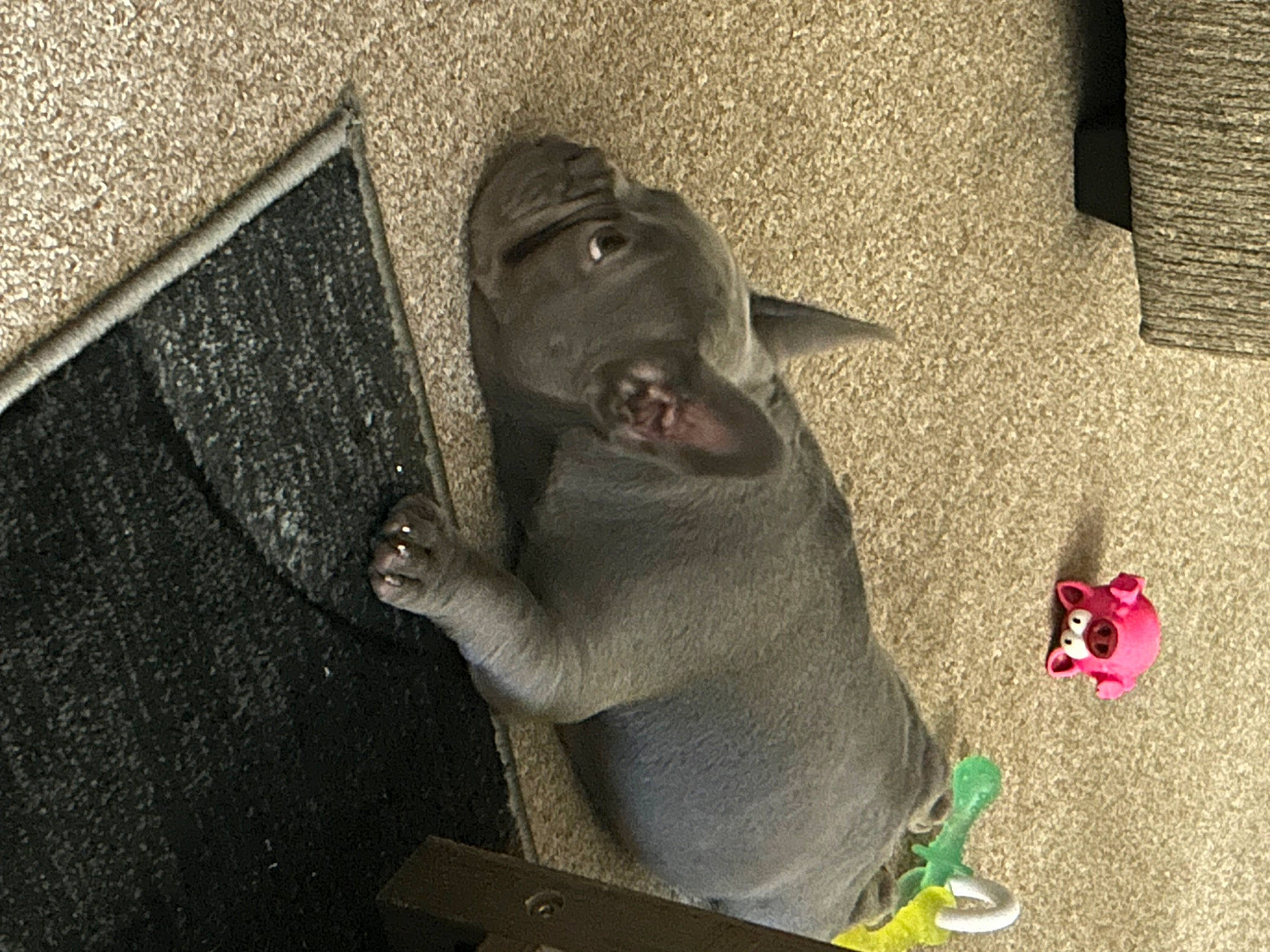 Ivy is registered to the contest to win money with this photo: carnivore, collar, companion_dog, dog, dog_breed, fashion_accessory, fawn, felidae, flooring, fur, grey, guard_dog, liver, small_to_medium_sized_cats, snout, sporting_group, tail, terrestrial_animal, whiskers, working_animal