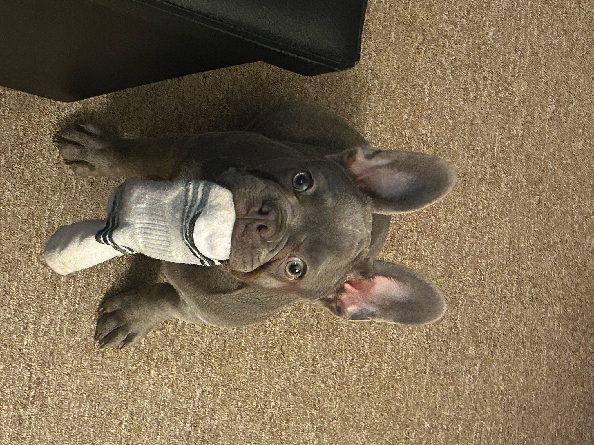 Ivy is registered to the contest to win money with this photo: asphalt, comfort, dog_breed, fawn, flooring, foot, paw, reptile, road_surface, sand, shadow, snout, soil, sporting_group, tail, terrestrial_animal, toy, turtle, working_animal