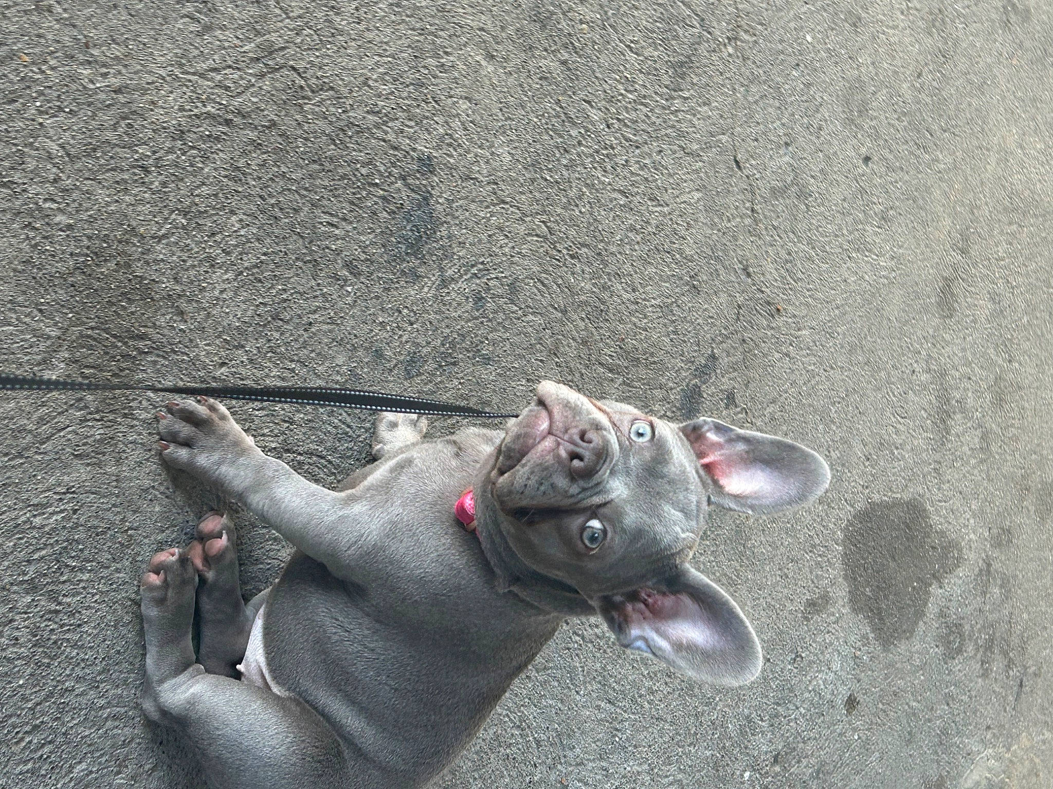 Ivy joined the competition — help win amazing prizes! art, asphalt, carmine, concrete, dog_breed, foot, gesture, grass, grey, human_leg, road_surface, shadow, snout, soil, sporting_group, tail, tar, terrestrial_animal, toy, working_animal