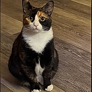 Patches is registered to the contest to win money with this photo: alert, animal, calico, cat, companion, cute, domestic, ears, eyes, feline, fur, household, indoor, looking, mammal, paws, pet, sitting, whiskers, wooden_floor