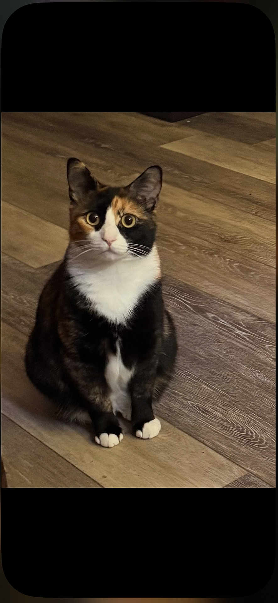 Patches is registered to the contest to win money with this photo: alert, animal, calico, cat, companion, cute, domestic, ears, eyes, feline, fur, household, indoor, looking, mammal, paws, pet, sitting, whiskers, wooden_floor