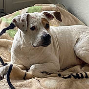 Fatgirl is registered to the contest to win money with this photo: bed, blanket, brown_spot, canine, cozy, dog, ear, fabric, floor, indoor, looking_away, lying_down, muzzle, nose, paw, pet, portrait, resting, wall, white_fur