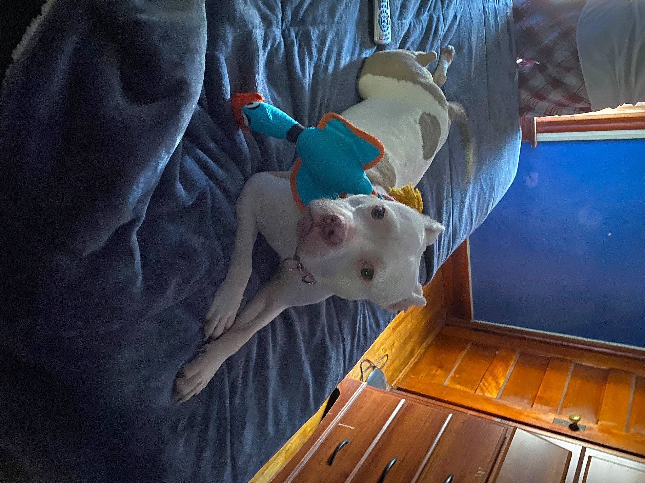 Pinky joined the competition — help win amazing prizes! animation, baby, ceiling, child, electric_blue, fiction, fictional_character, fun, games, human_body, machine, personal_protective_equipment, plastic, room, space, stuffed_toy, toddler, toy, wood