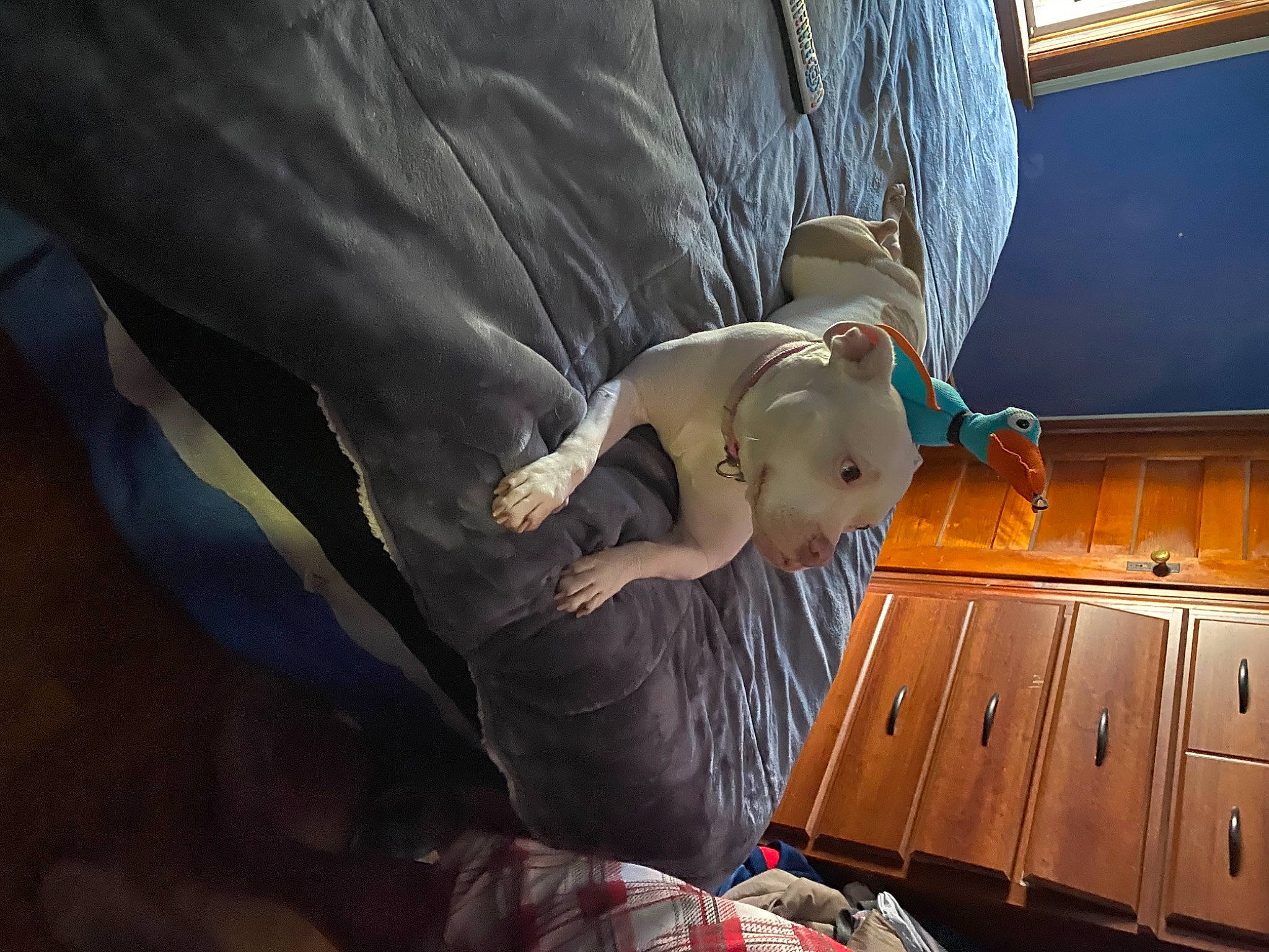 Pinky is registered to the contest to win money with this photo: baby, cabinetry, ceiling, chest_of_drawers, child, comfort, cupboard, drawer, flash_photography, fun, fur, happy, human_leg, room, teddy_bear, toddler, toy