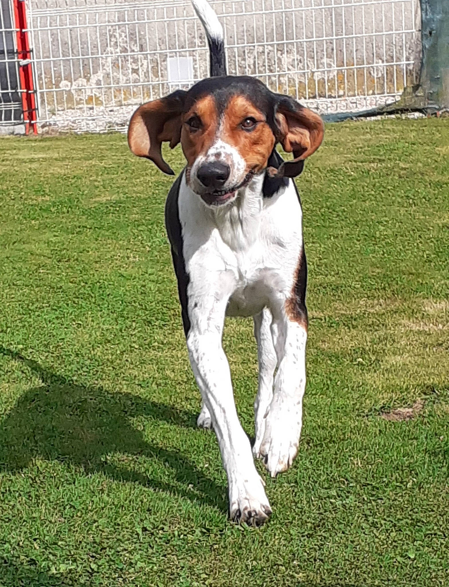 Prospère participe au concours pour gagner de l'argent avec cette photo : ball, carnivore, companion_dog, dog, dog_breed, fence, grass, home_fencing, hound, hunting_dog, liver, plant, scent_hound, sporting_group, terrestrial_animal, working_animal, working_dog