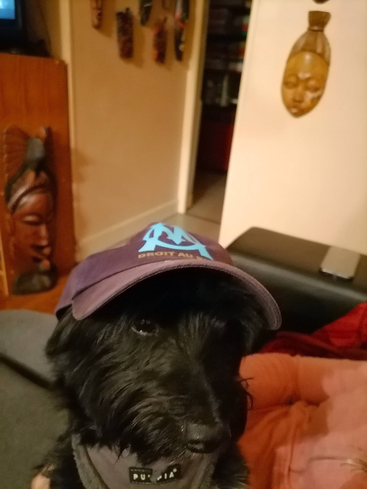 Sanga participe au concours pour gagner de l'argent avec cette photo : affenpinscher, canidae, carnivore, dog, dog_breed, miniature_schnauzer, schnauzer, schnoodle, snout, sporting_group