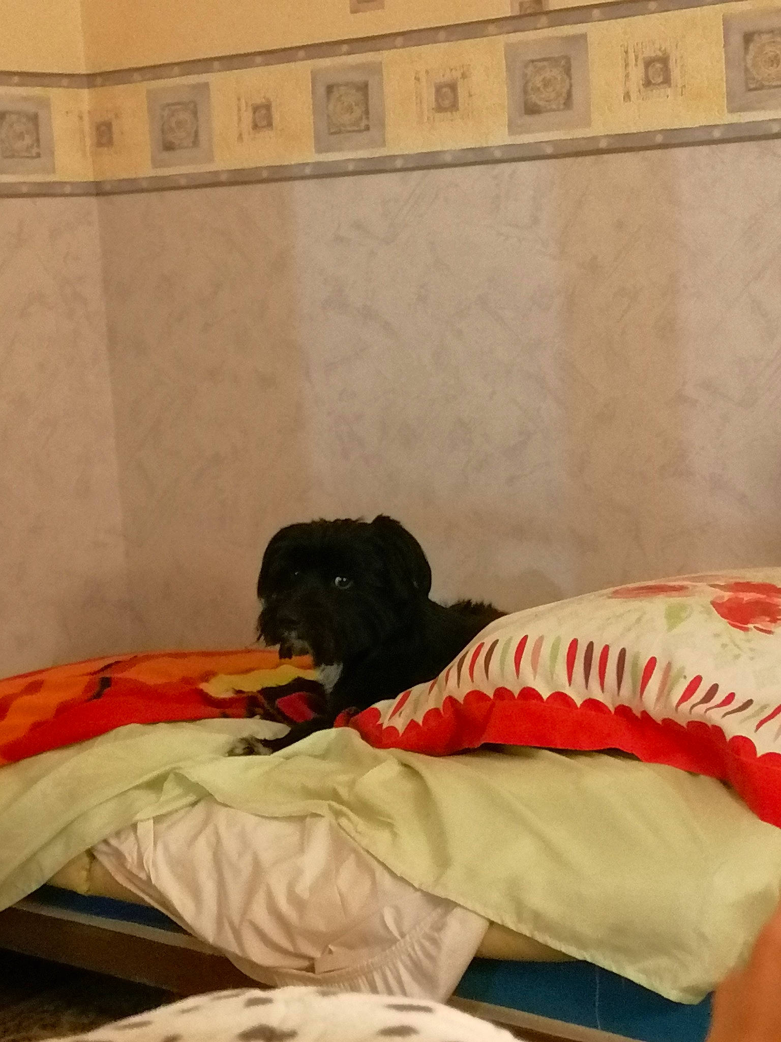 Sanga participe au concours pour gagner de l'argent avec cette photo : bed, bed_sheet, bedroom, canidae, comfort, companion_dog, dog_breed, furniture, labrador_retriever, linens, mattress, room, sporting_group, textile